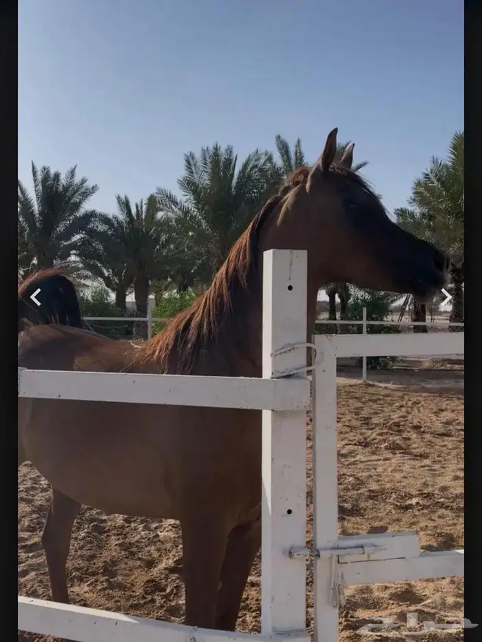 مهره واهو حفيدت كحيل الشقب 0