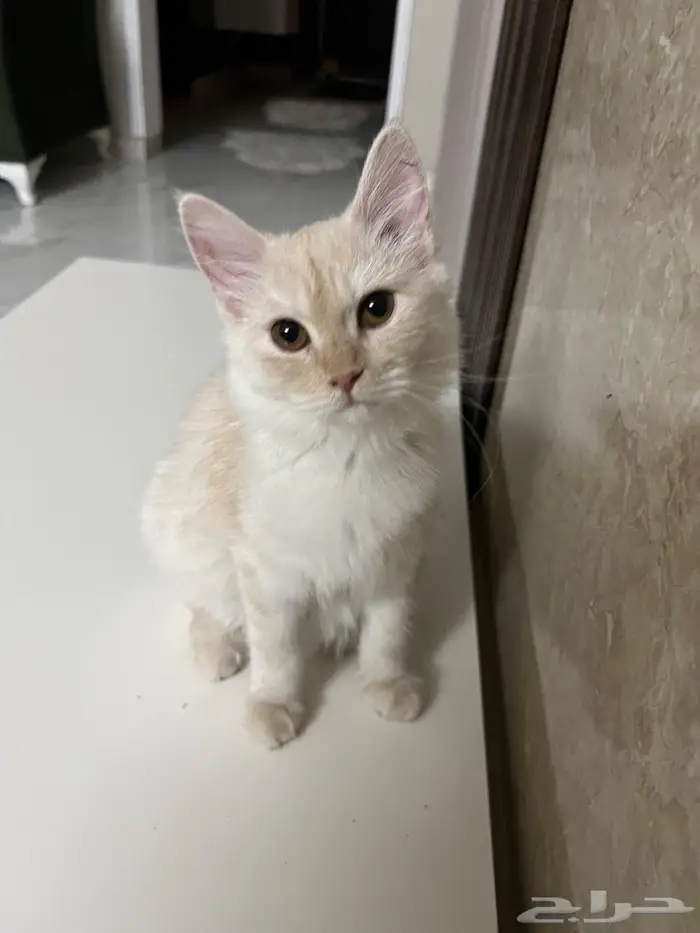 للتبني قطتين بني كراميل وابيض شيرازي 0