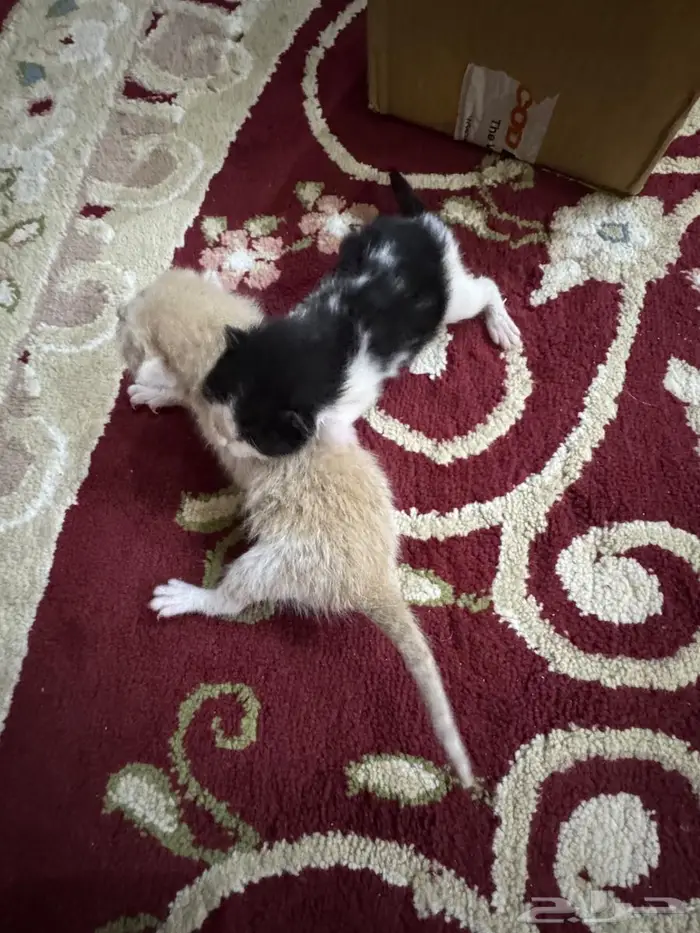 تبوك 2