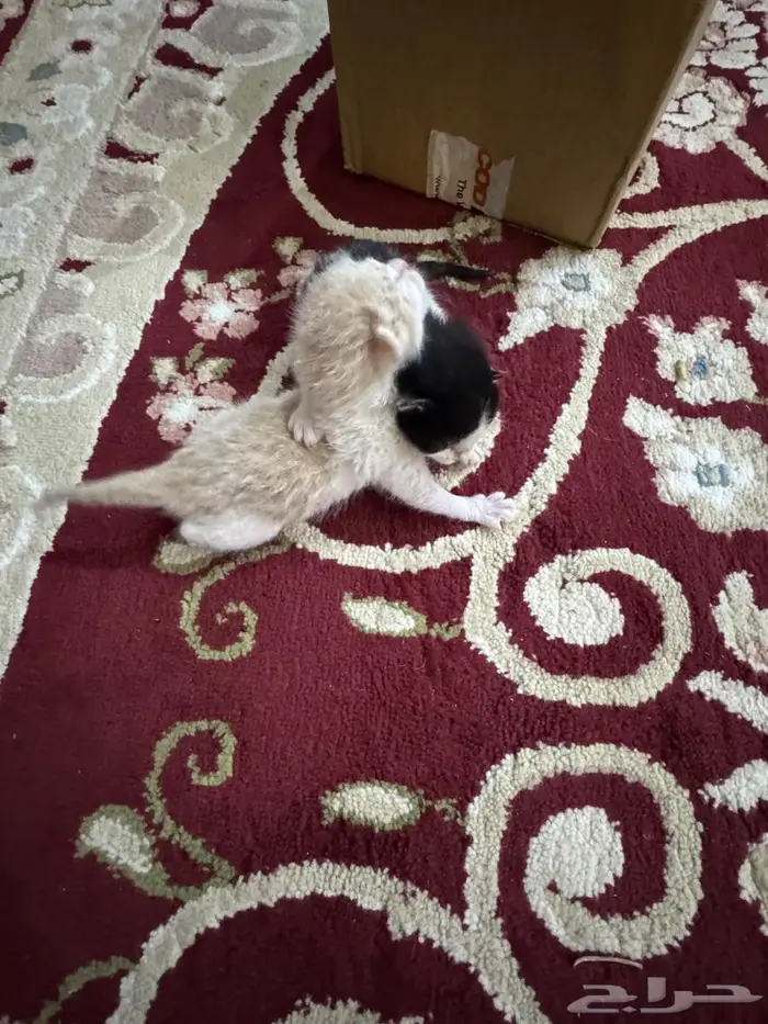 تبوك 1