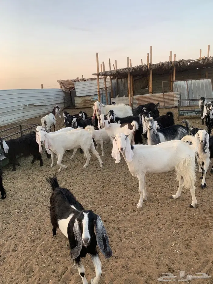 معزاء للبيع 3