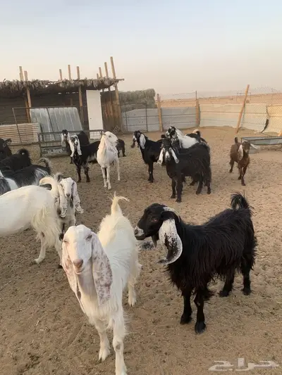 معزاء للبيع index