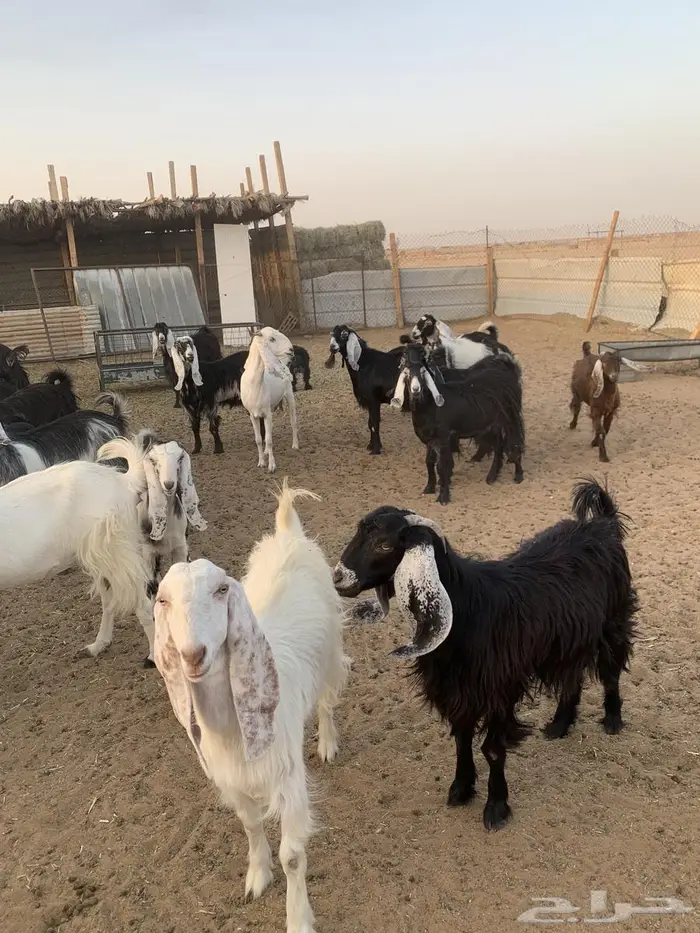 معزاء للبيع 0