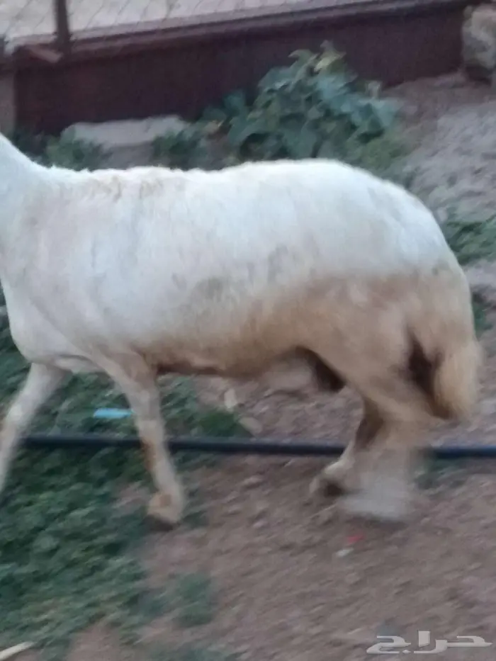شاه حايل 4