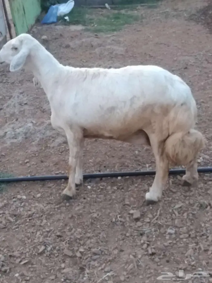 شاه حايل 6