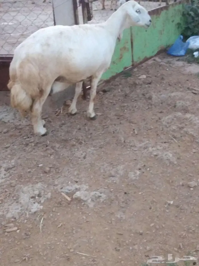 شاه حايل 7