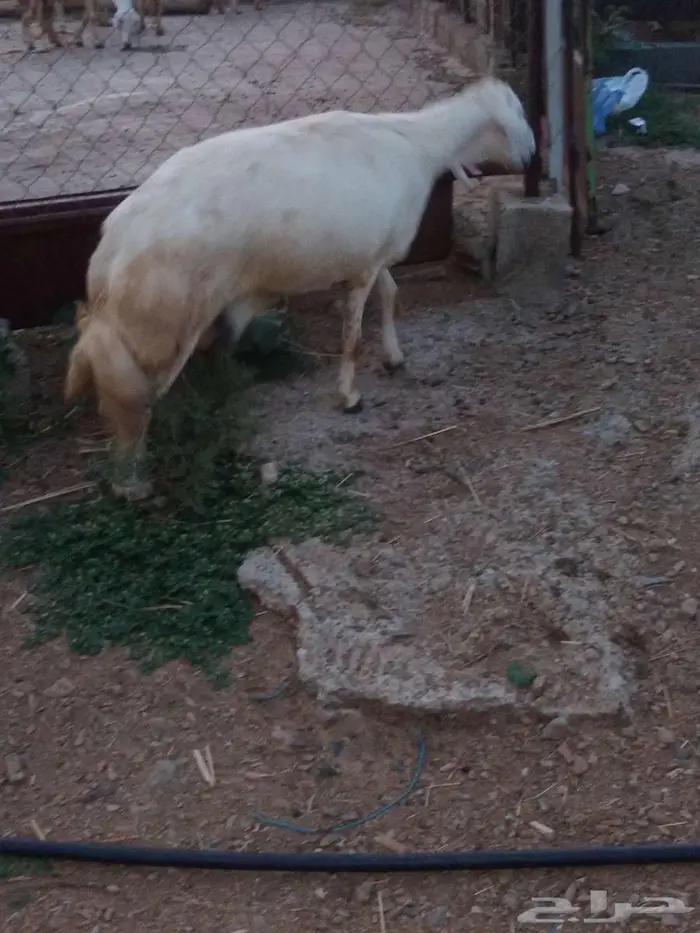 شاه حايل 3