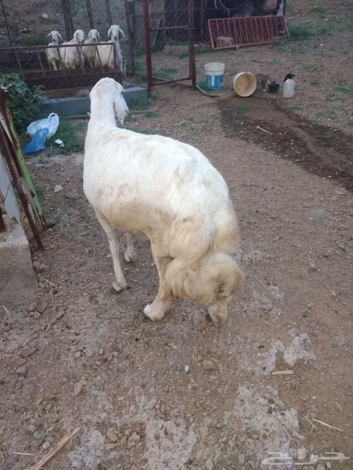 شاه حايل 0