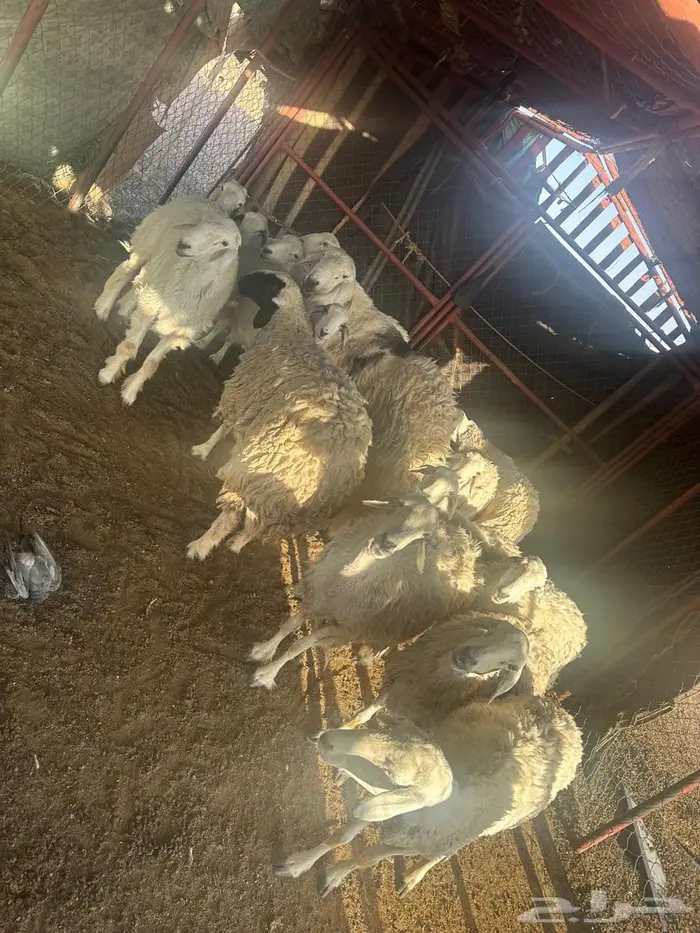 للبيع غنم 3