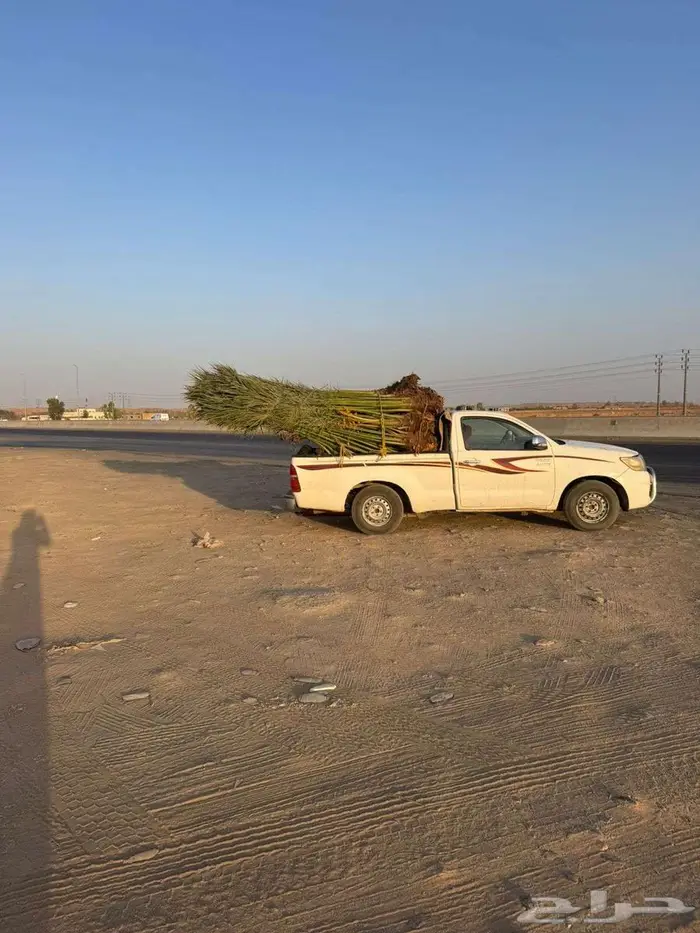 نخيل لبيع 2
