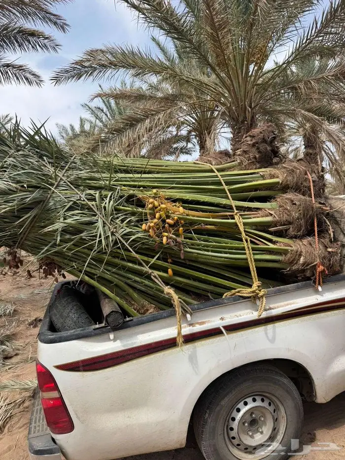نخيل لبيع 3