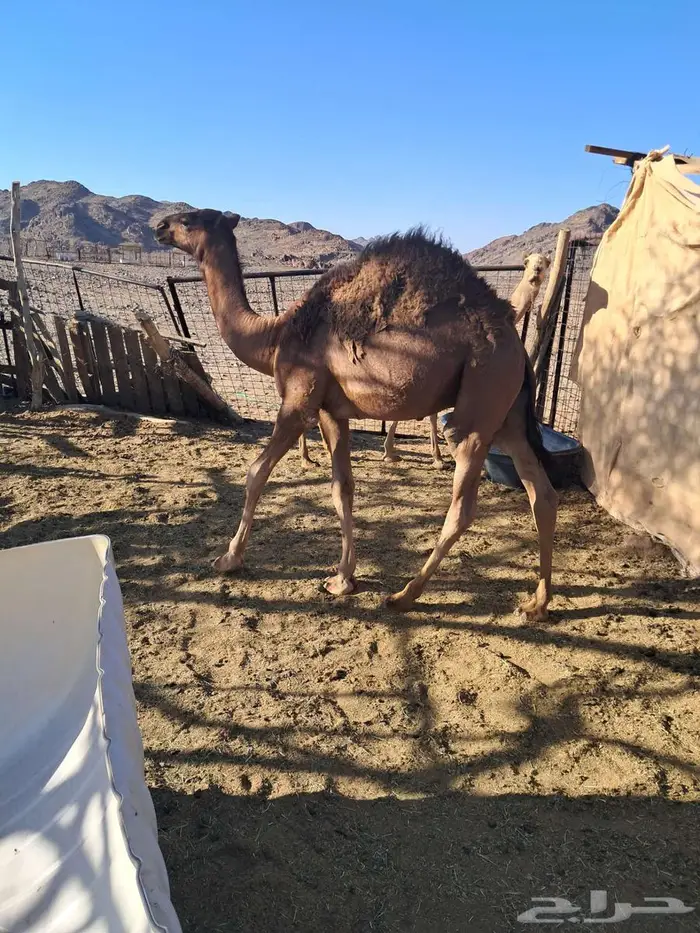 قعود وبكرة للبيع 1