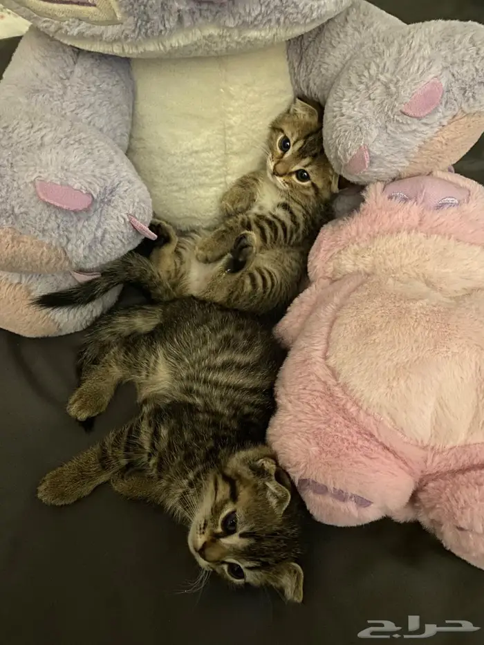 قطط 1