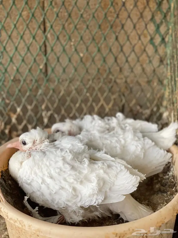 جوز مفتل منتج معه عياله 2