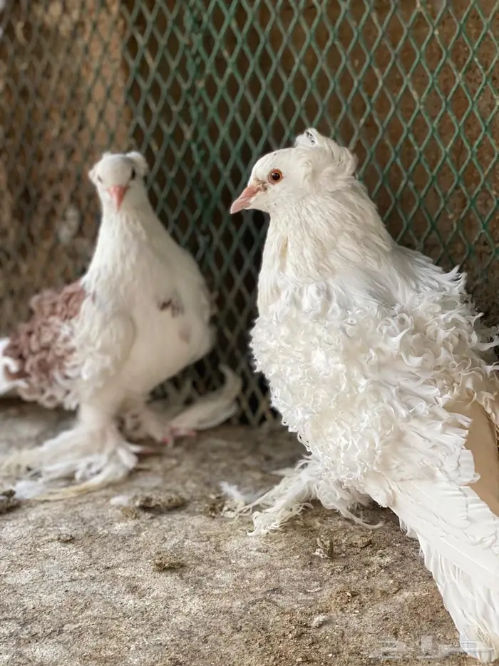 جوز مفتل منتج معه عياله 1