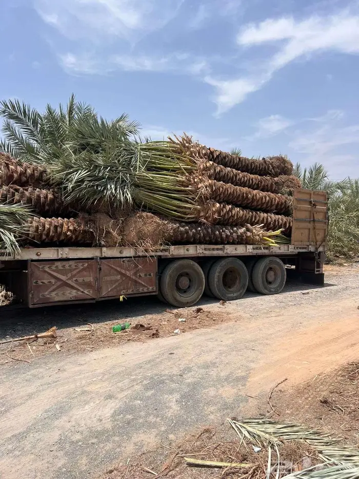 انخل للبيع 3