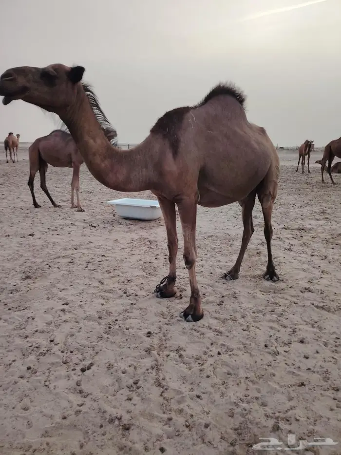 ابل مراح 0