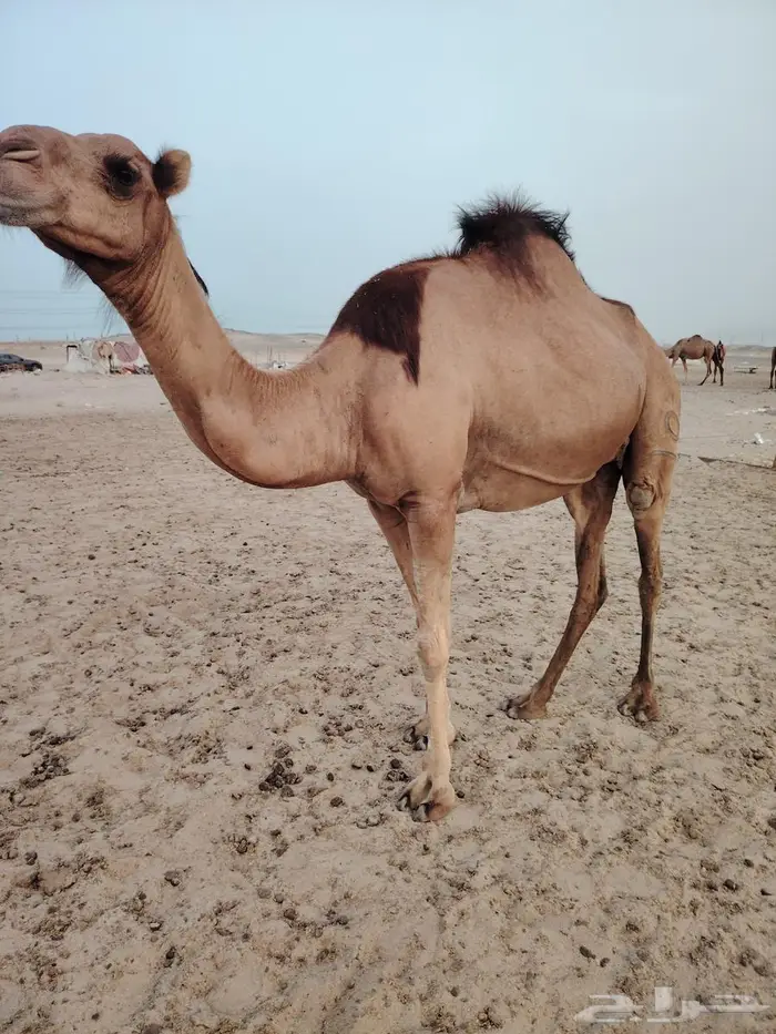 ابل مراح 4