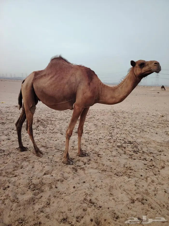 ابل مراح 6
