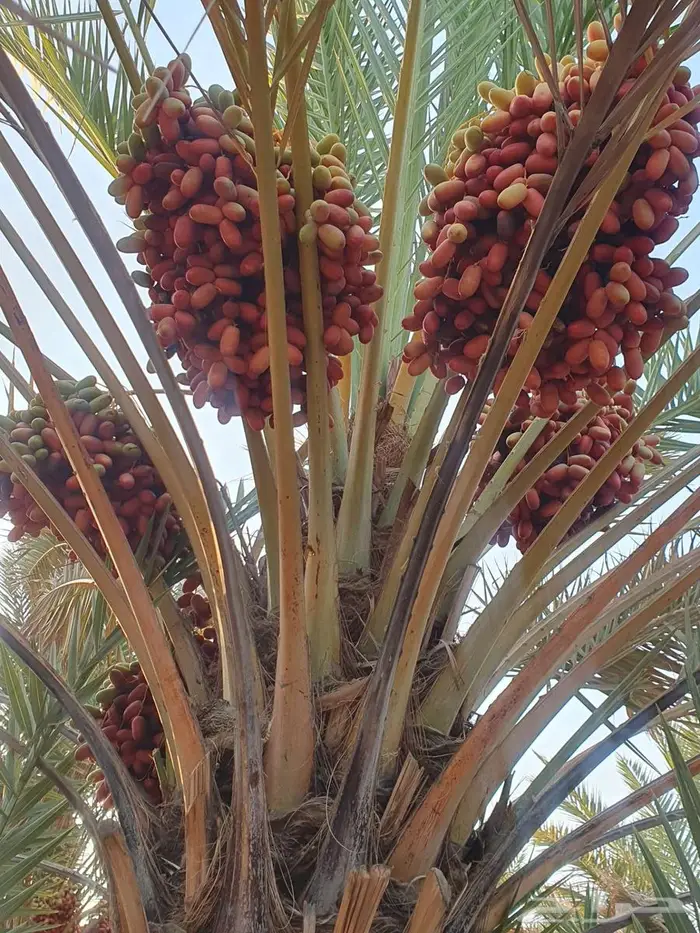 محصول تمر حلوة الجوف للبيع.. بلح.. بسر 1