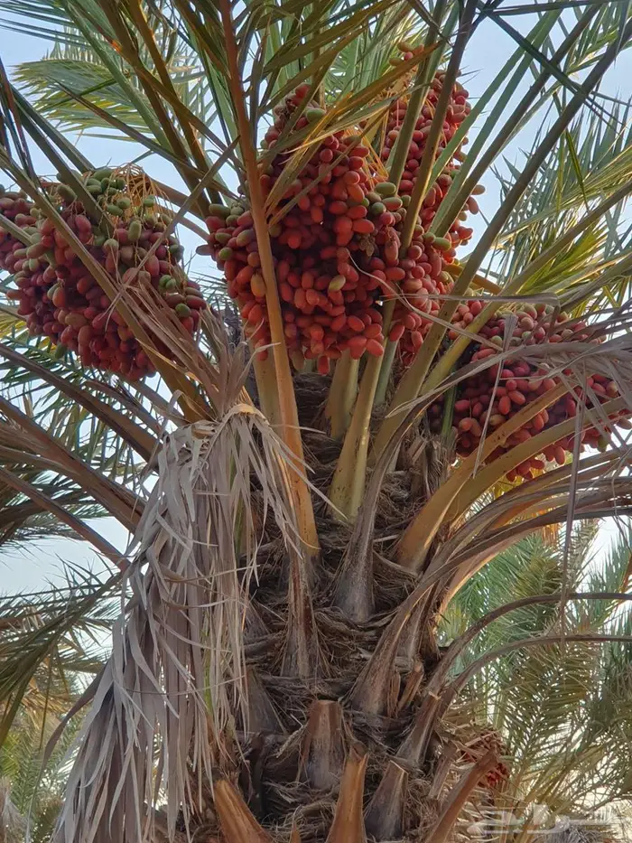 محصول تمر حلوة الجوف للبيع.. بلح.. بسر 0