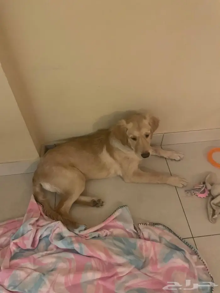 Golden Retriever 4 months old 0