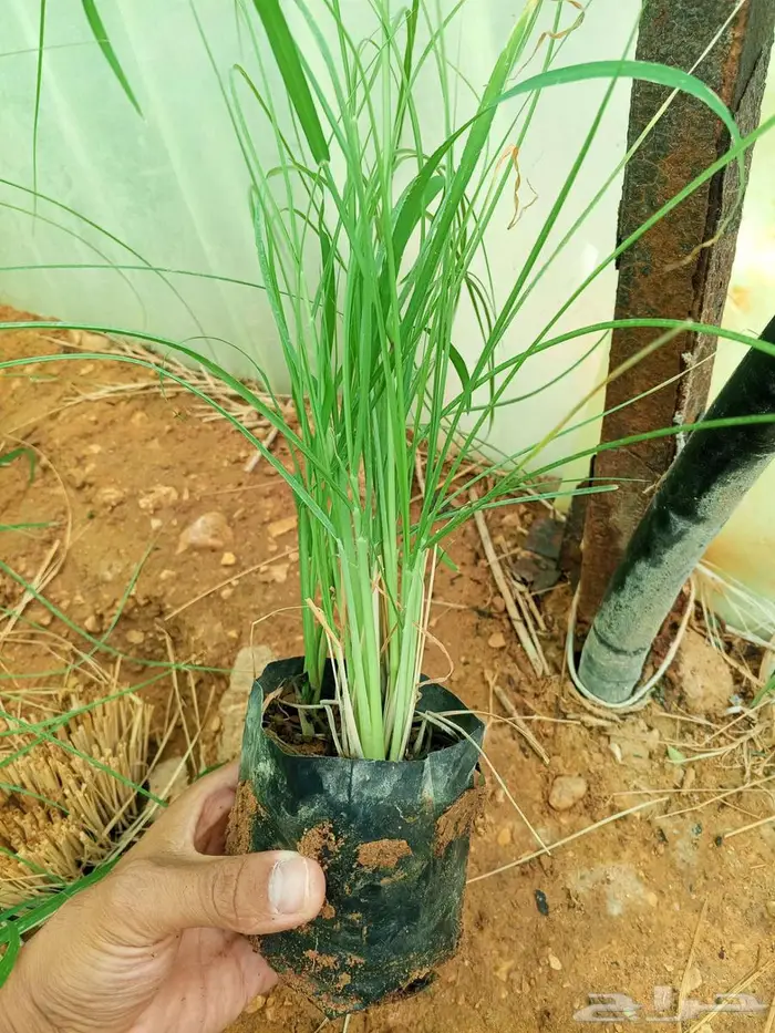 نبات بانسيتام اخضر (حلفا اخضر) 2