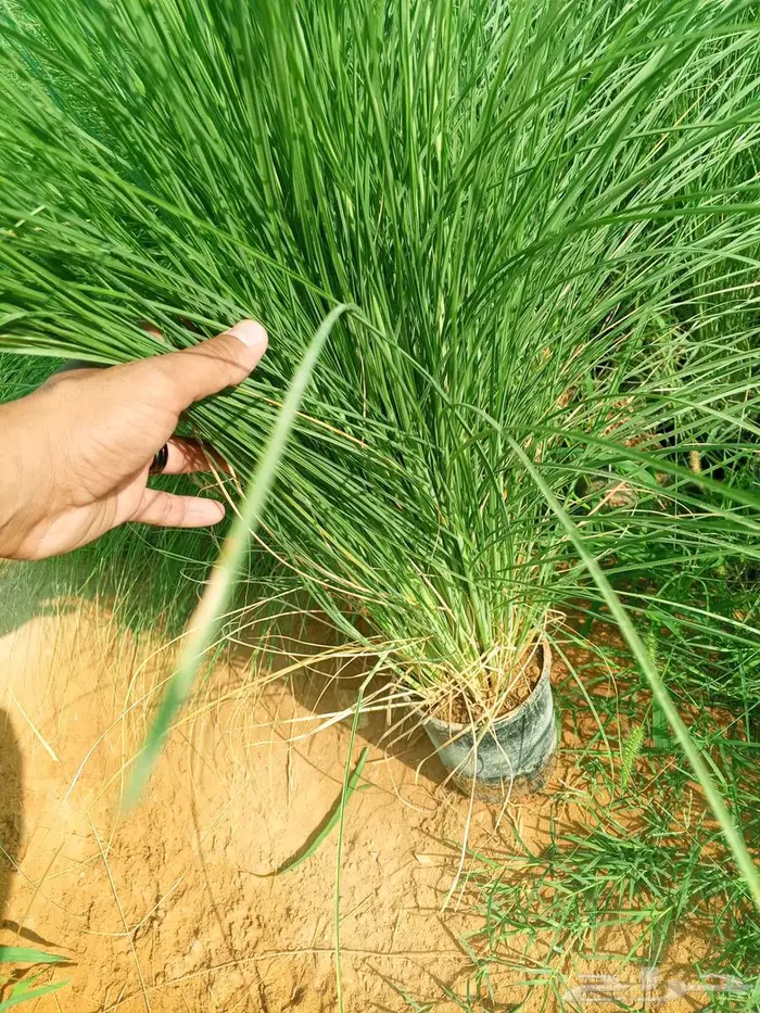 نبات بانسيتام اخضر (حلفا اخضر) 0