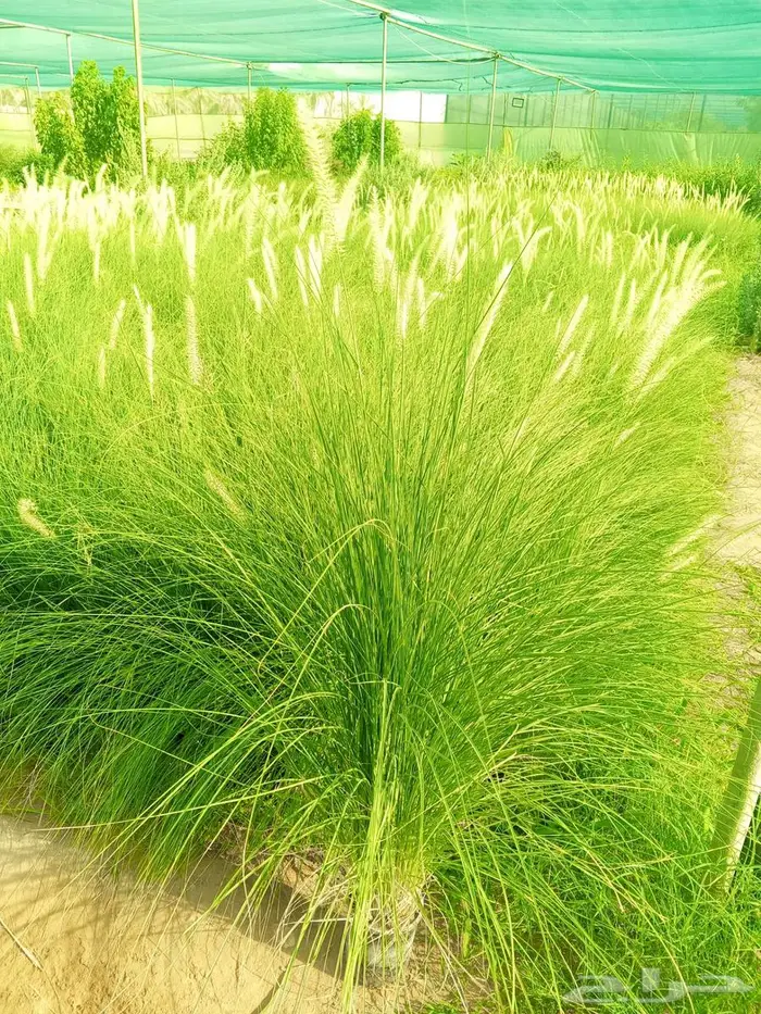 نبات بانسيتام اخضر (حلفا اخضر) 1