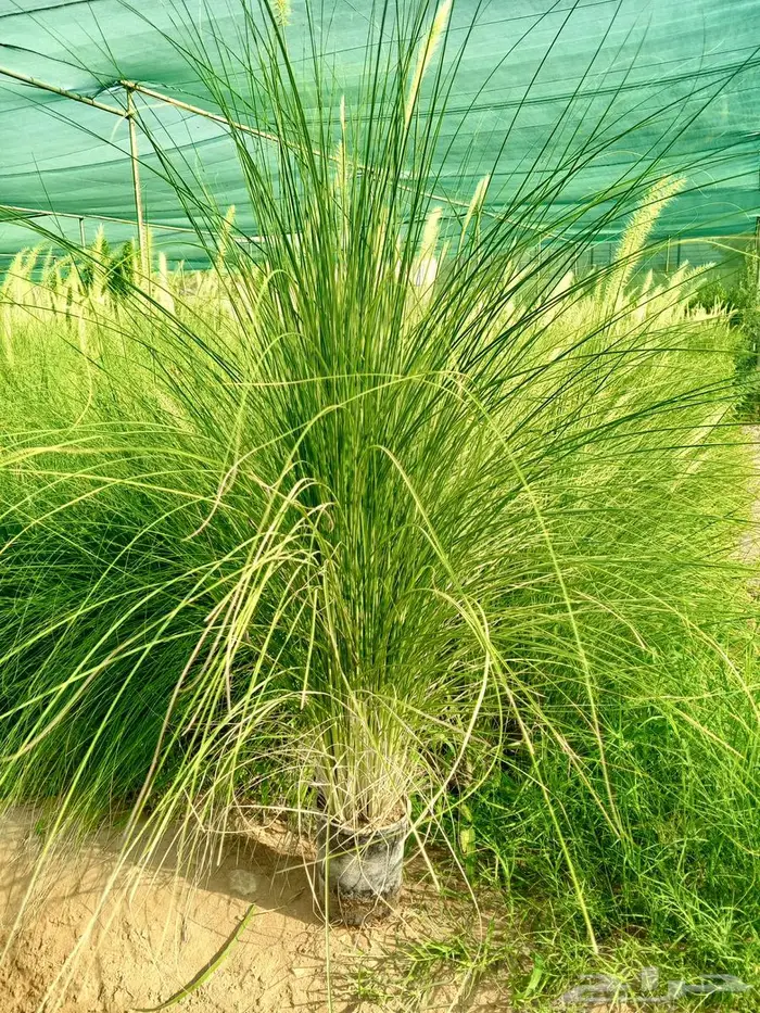 نبات بانسيتام اخضر (حلفا اخضر) 3