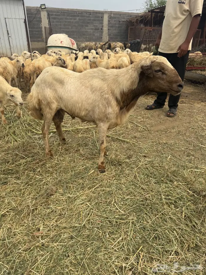 فحل بلدي 6