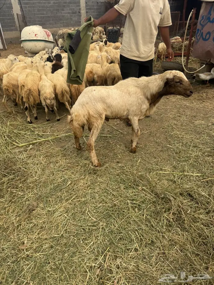 فحل بلدي 0