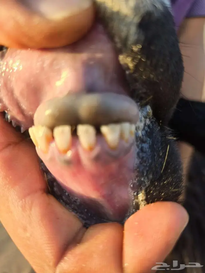 تم البيع تم البيع نجديه رخل هجين معها رخل 2