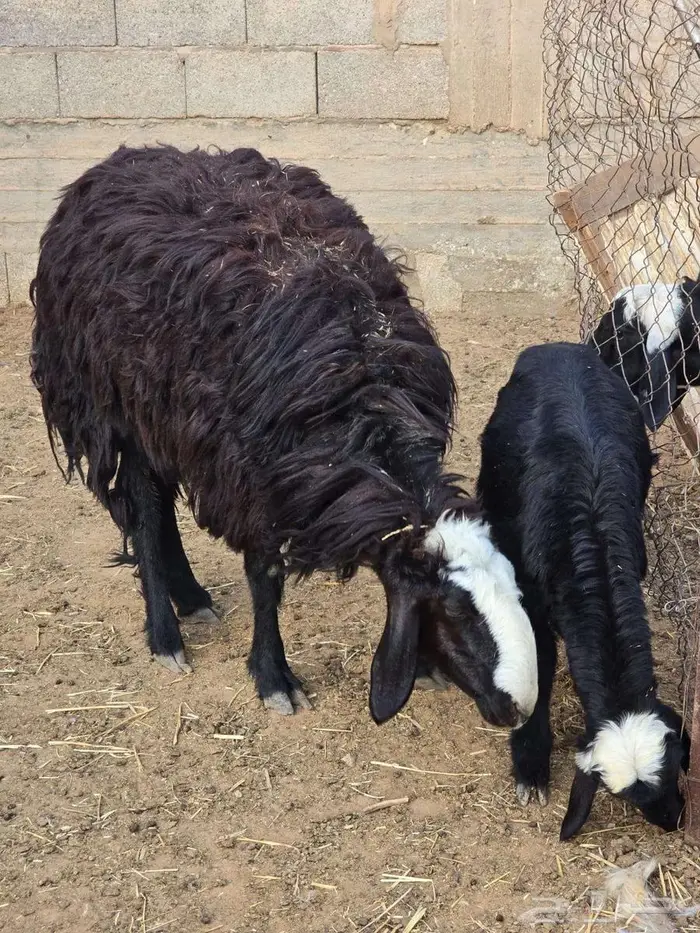 تم البيع تم البيع نجديه رخل هجين معها رخل 1