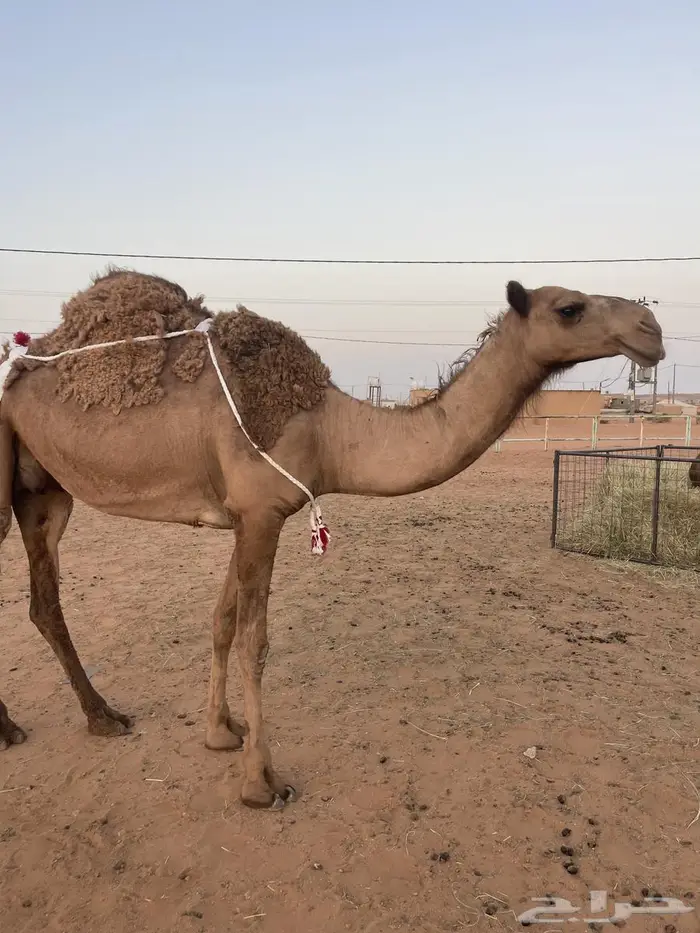 نياق للبيع 0