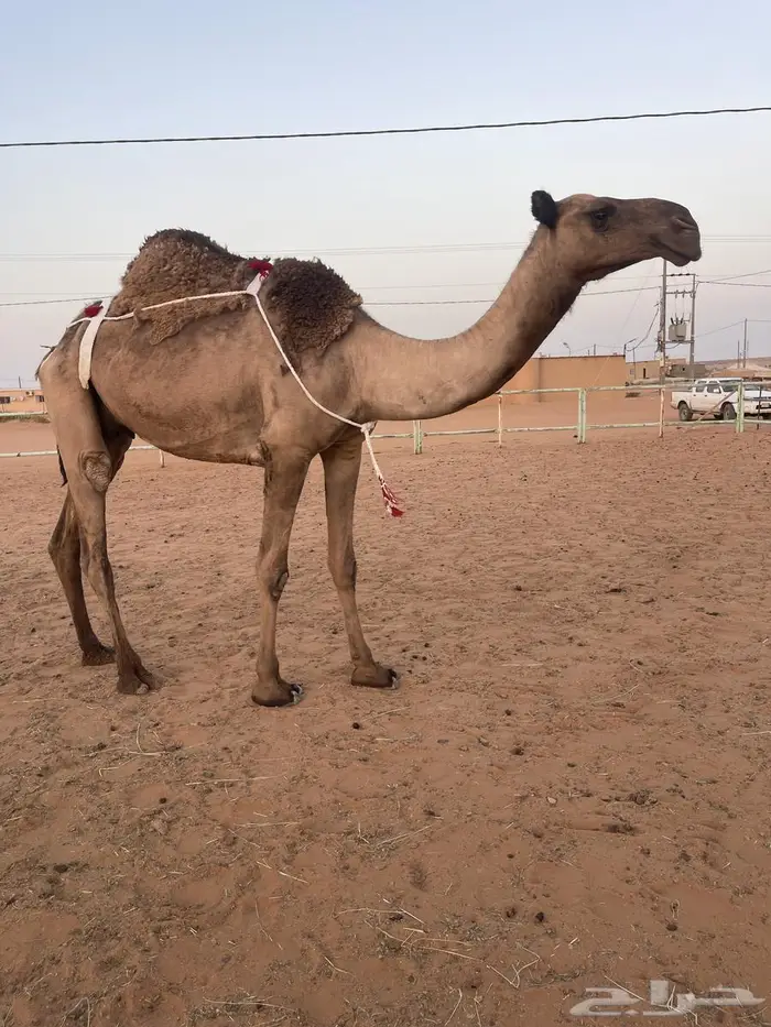 نياق للبيع 2
