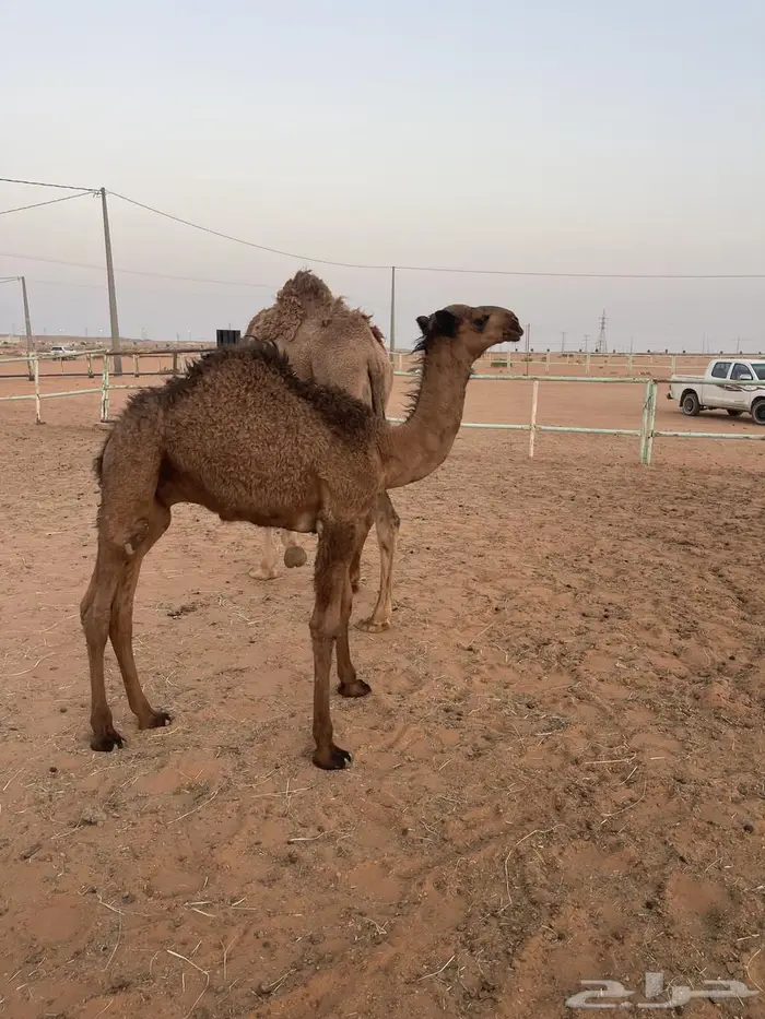 نياق للبيع 1