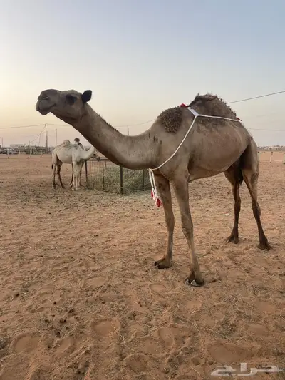 نياق للبيع index