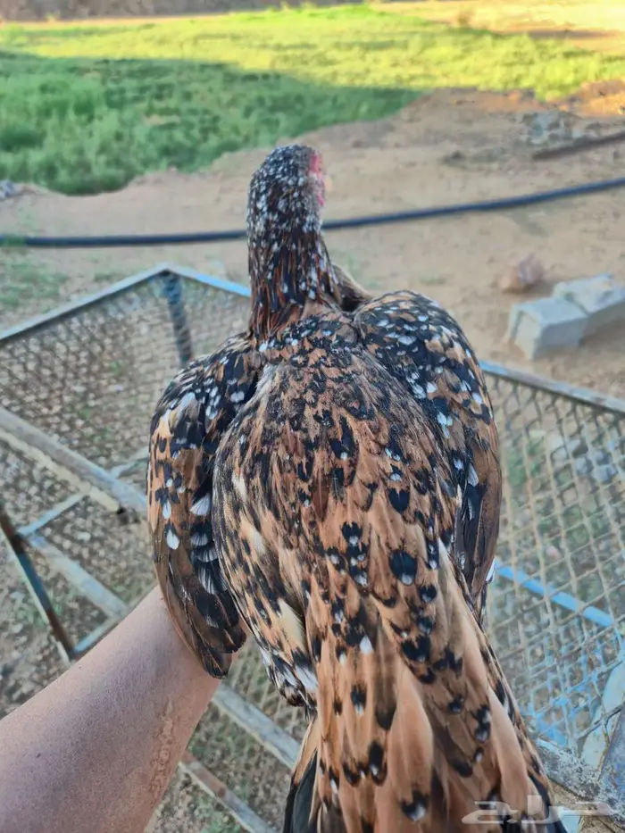 دجاج سندي نسل غبشان 9