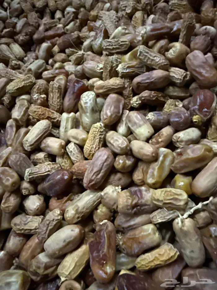 عسفان 0