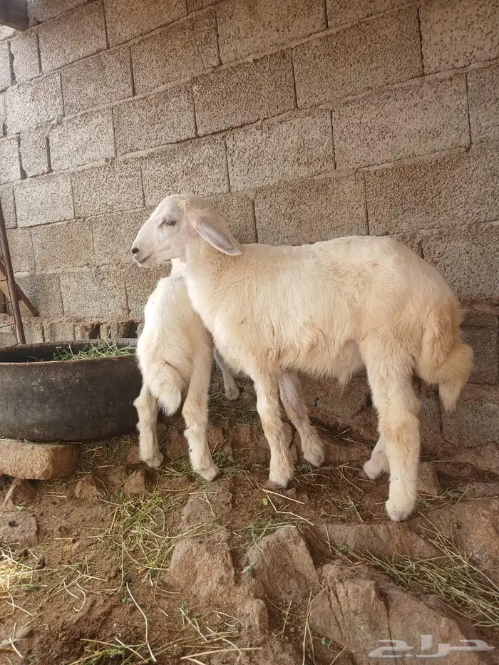 بهم حري طليان 1