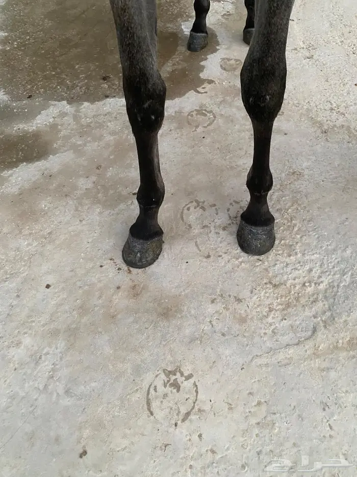 مهره واهو 6