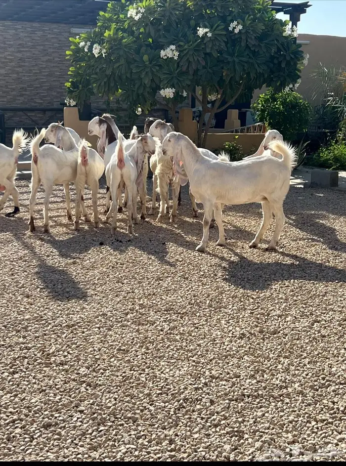 فحل مطور عيار ثقيل منتج  .. تم البيييع 5