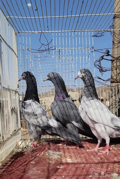 طبات للبيع 0