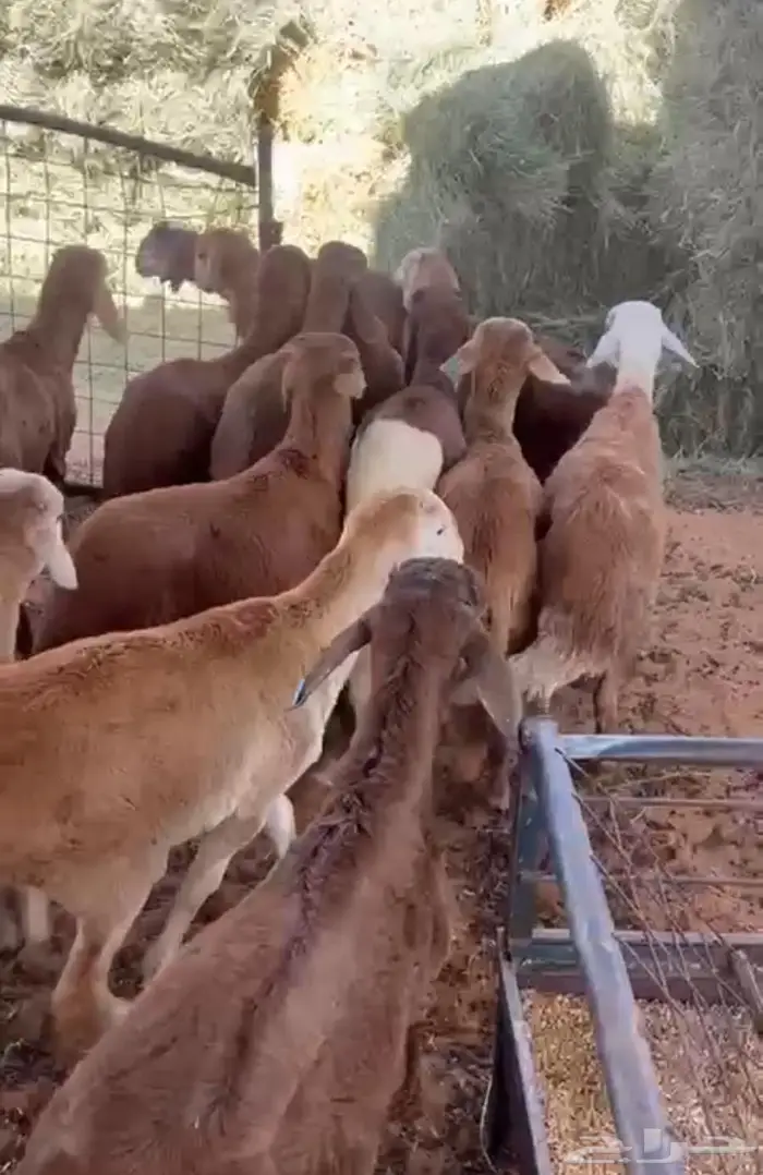 سواكن تربيه شهر ونص 0