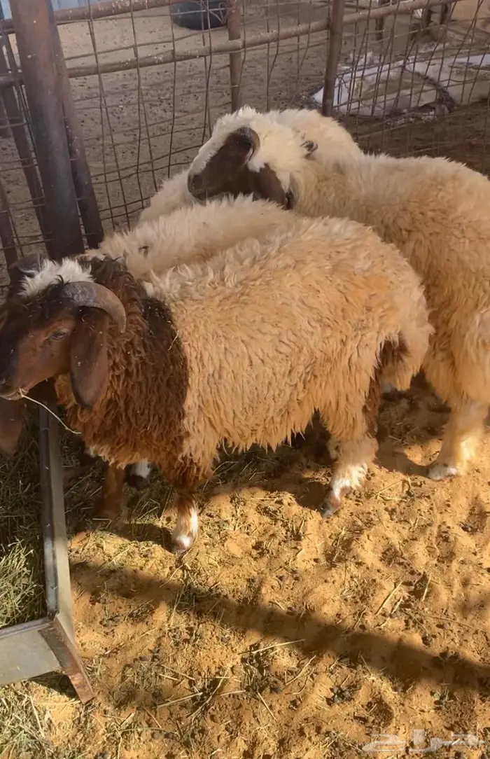هرفي بري 0