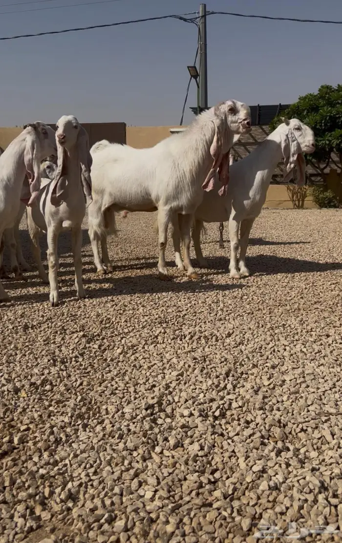 فحل مطور عيار ثقيل منتج  .. تم البيييع 10