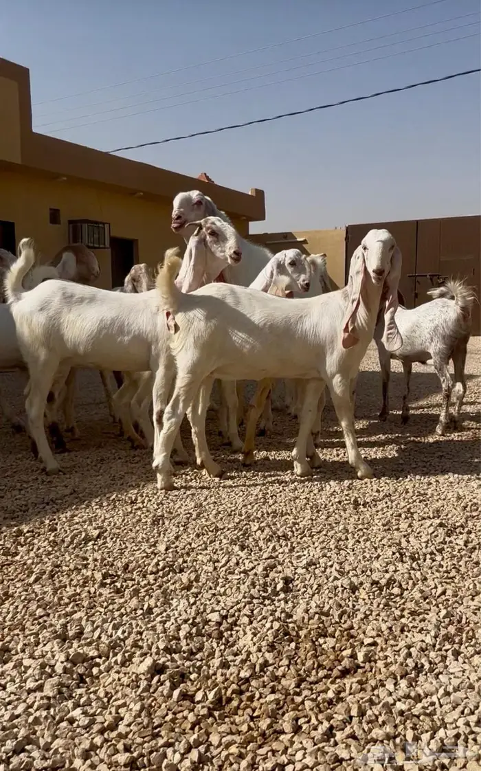 فحل مطور عيار ثقيل منتج  .. تم البيييع 8