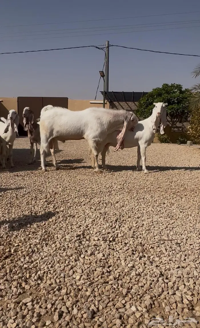 فحل مطور عيار ثقيل منتج  .. تم البيييع 9