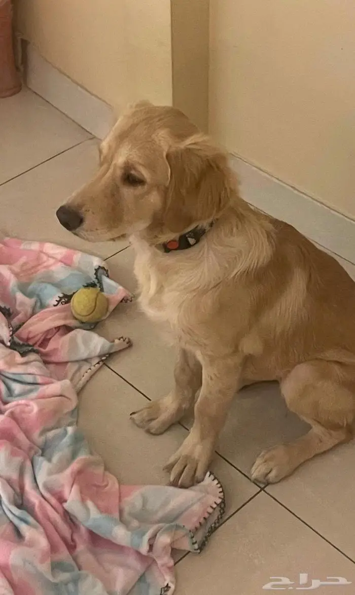 Golden Retriever 4 months old 3